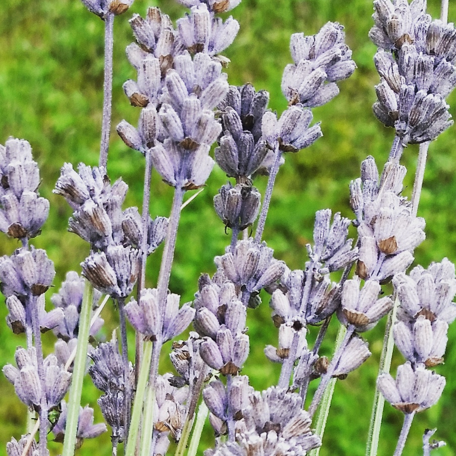 Lavendel, foto: Maria Tingvall